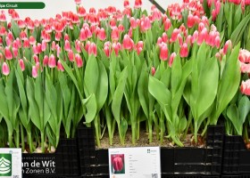 Tulipa Circuit ® (1)